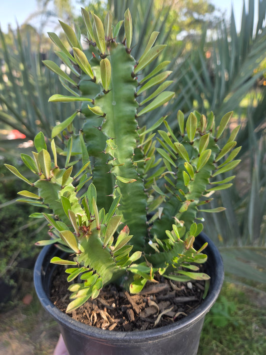 Euphorbia Royleana (1 Gal. Pot)