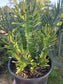 Euphorbia Royleana (1 Gal. Pot)