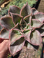 Echeveria Madiba