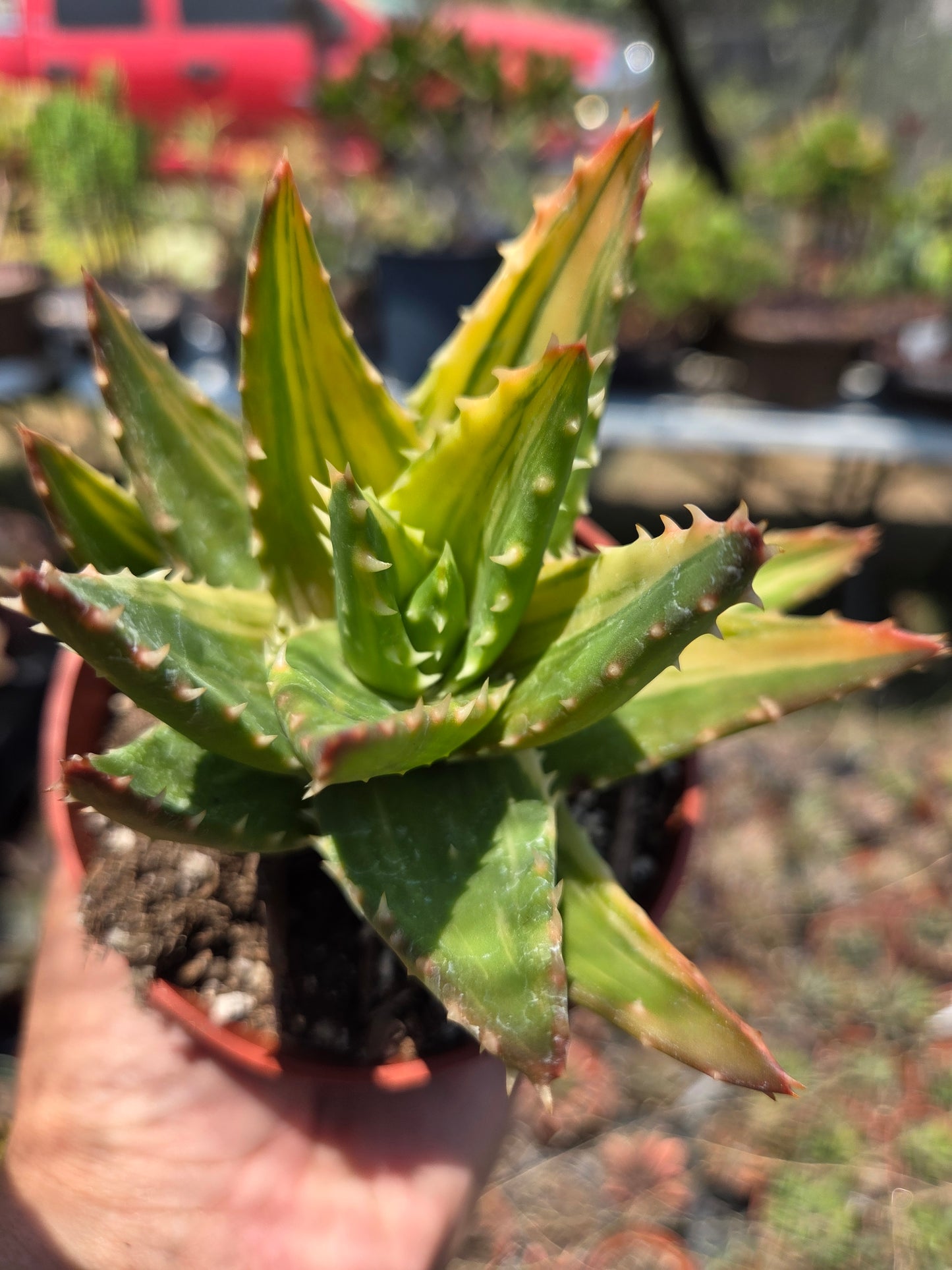Aloe Nobilis Variegated (4" pot) succulent plant