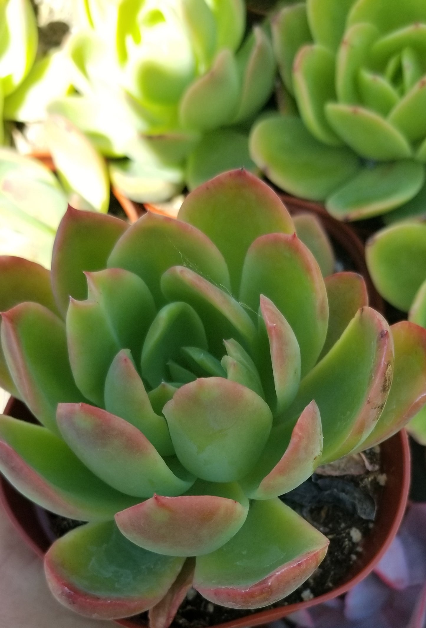 Echeveria Padilla, (4" pot) succulent plant