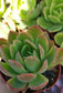 Echeveria Padilla, (4" pot) succulent plant