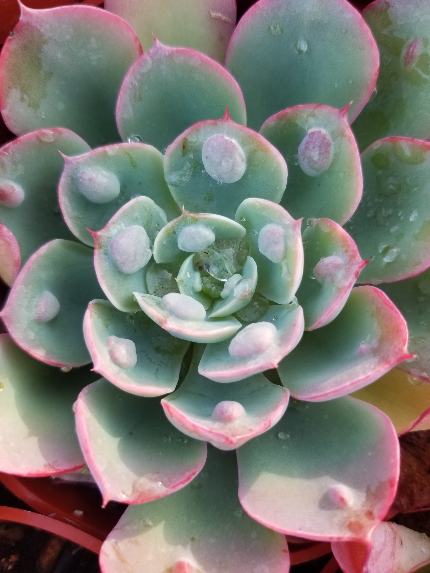 4" Echeveria Raindrops