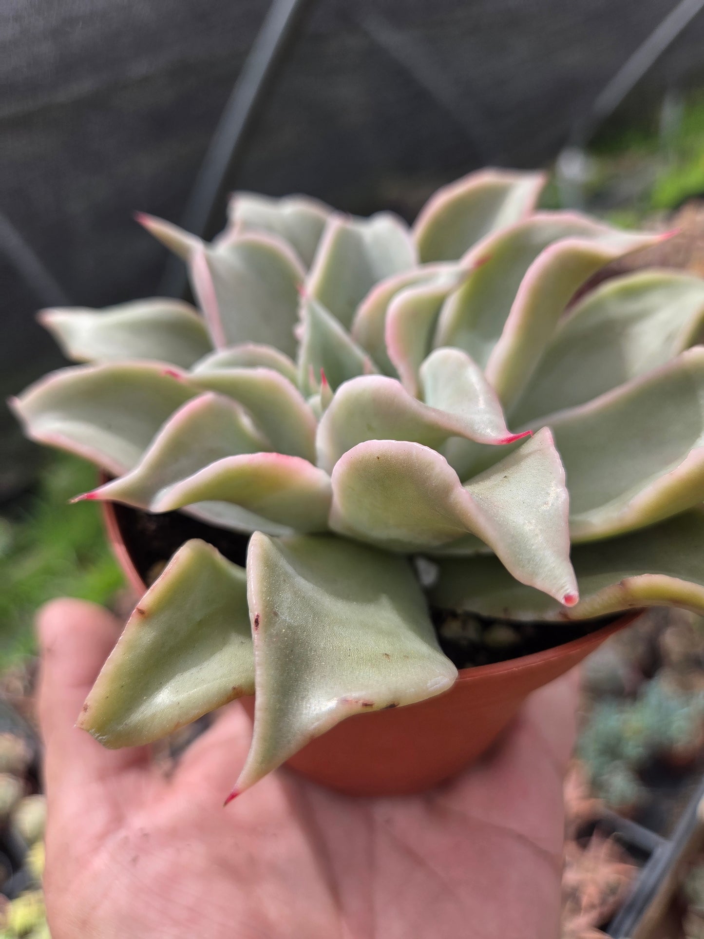 Echeveria Madiba