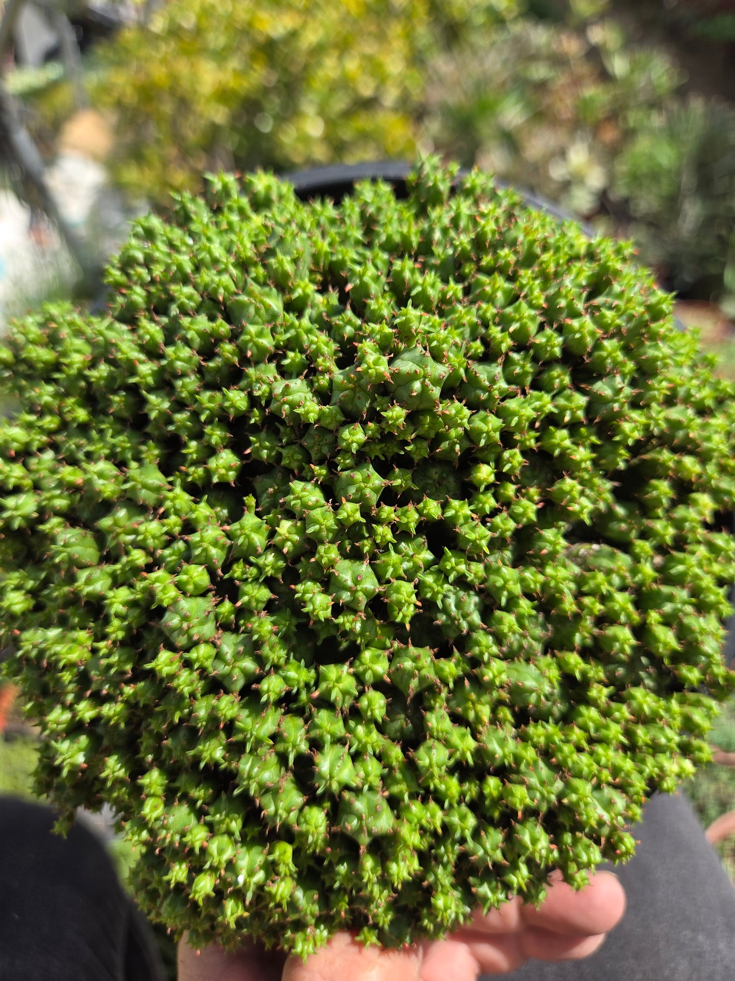 Euphorbia Submammillaris Montrose (1 Gal. pot)
