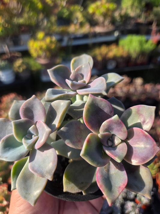 Graptopetalum Purple Delight