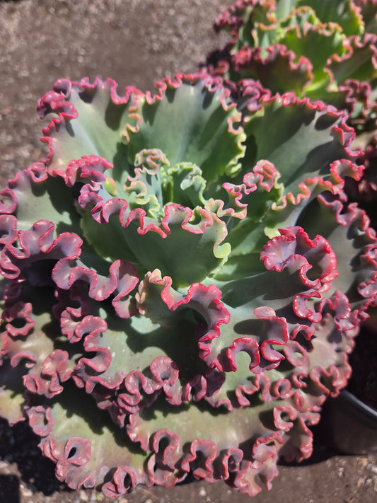 Echeveria Crimson Tide