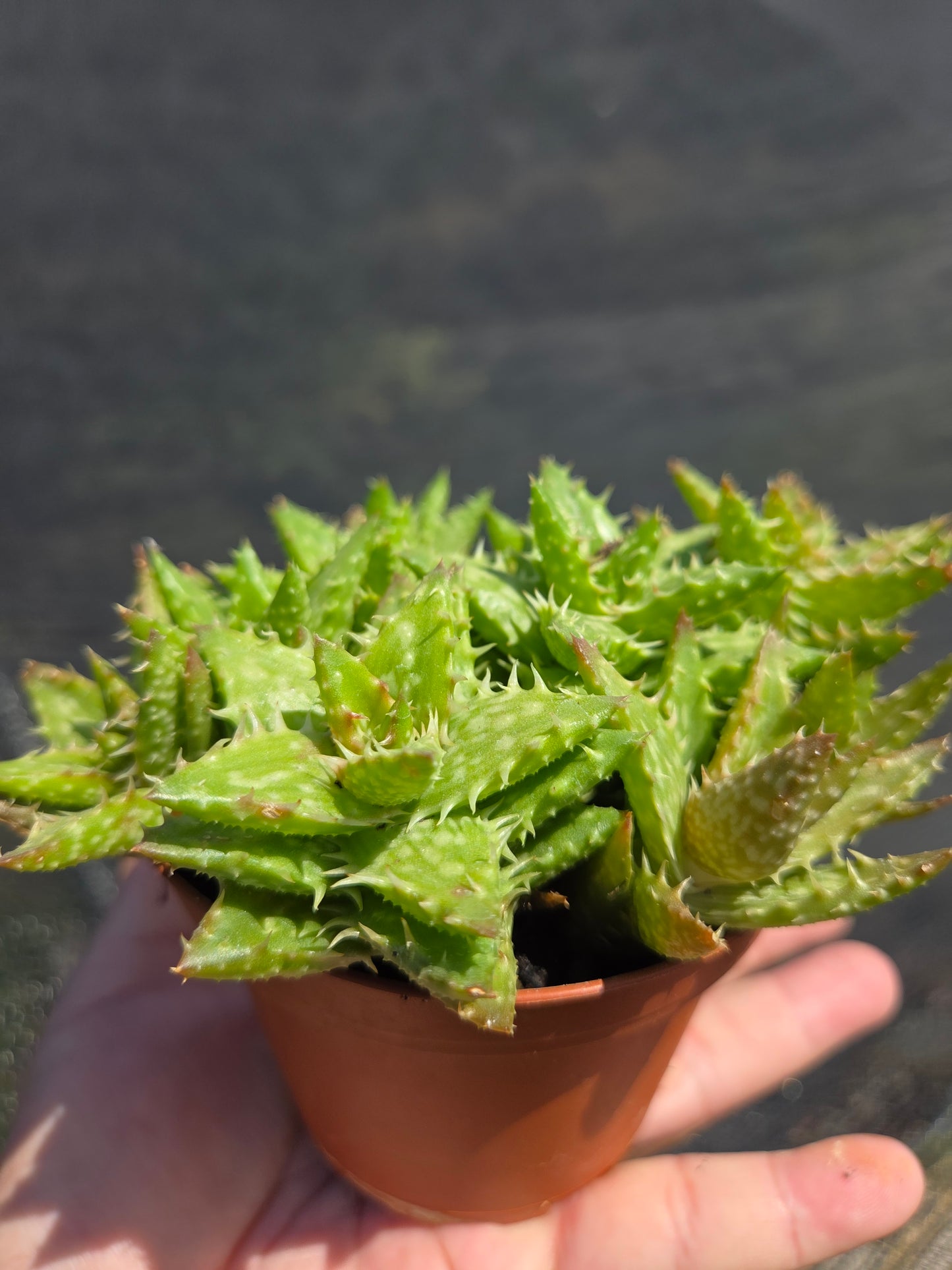Aloe Juvenna, Tiger Tooth Aloe, Succulent Plant (4" Pot)