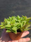 Aloe Juvenna, Tiger Tooth Aloe, Succulent Plant (4" Pot)