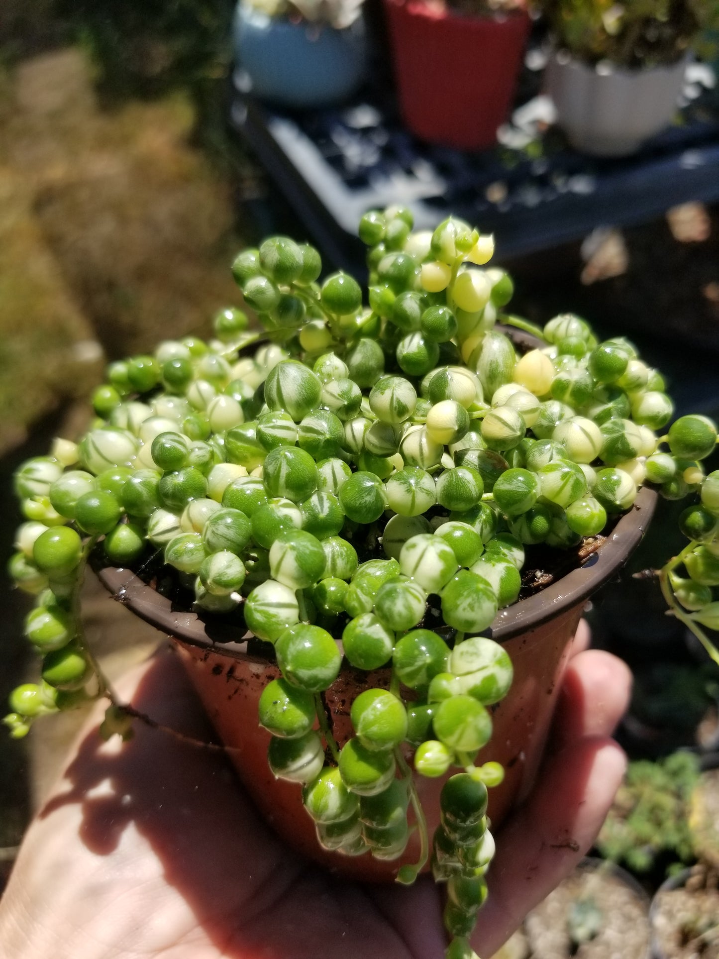 4" Variegated Strings of Pearls