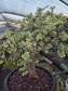 Portulacaria Afra Variegated Tree " Variegated Elephant Bush Tree" Bonsai Tree