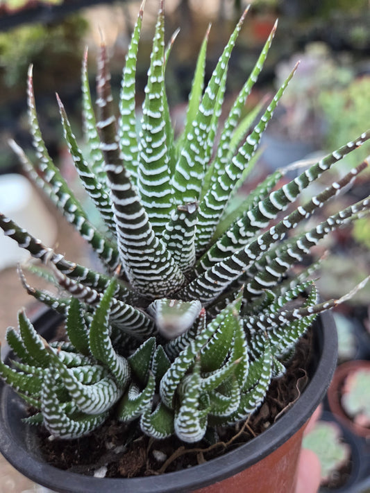 Haworthia Fasciata Zebra (4" pot)