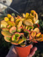 Crassula Ovata Hummel's Sunset (4" Pot)