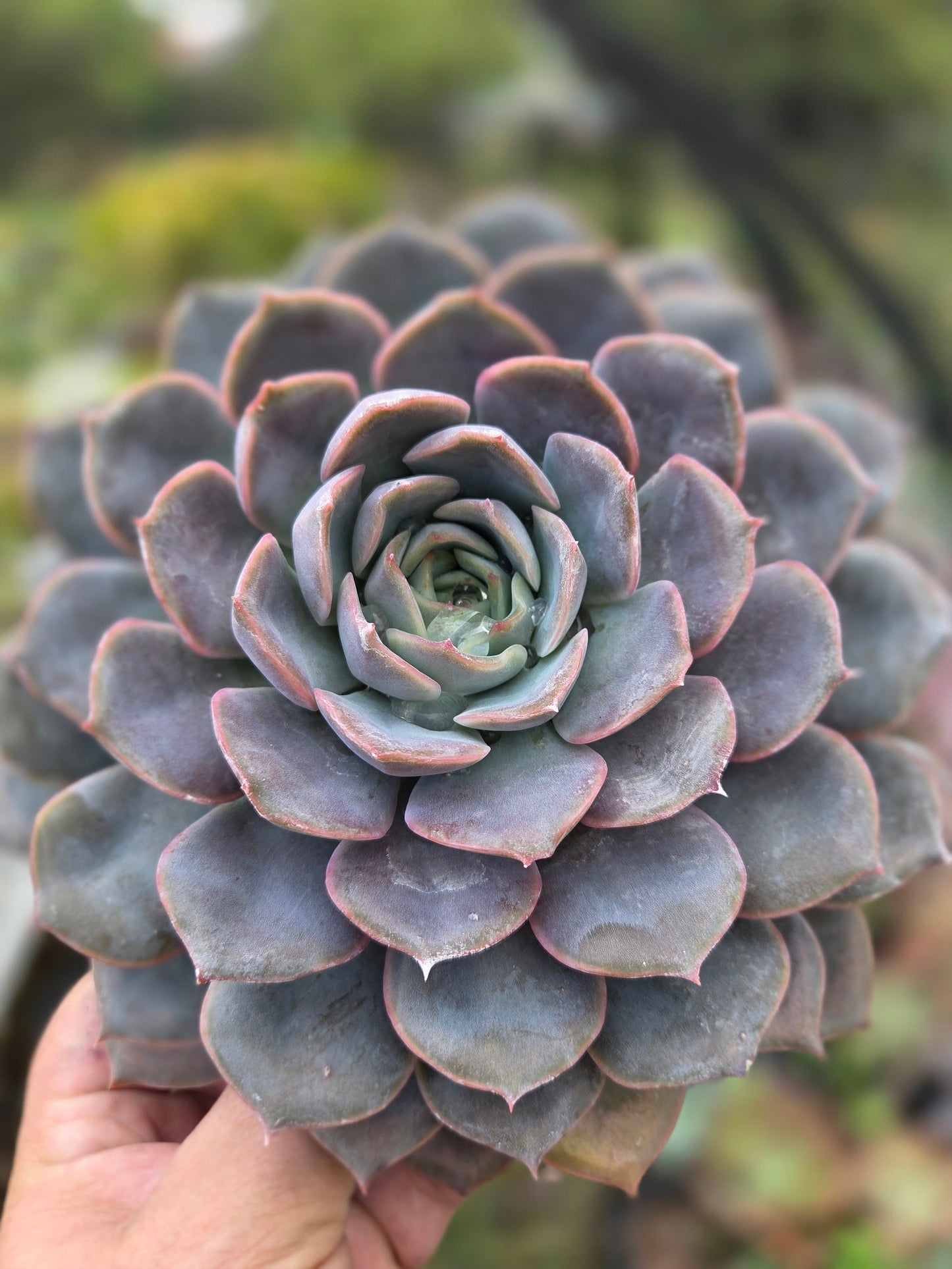 Echeveria Orion (1 gal. Pot) Succulent plant