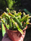 4" Rhipsialis Cereoides, Succulent Plant