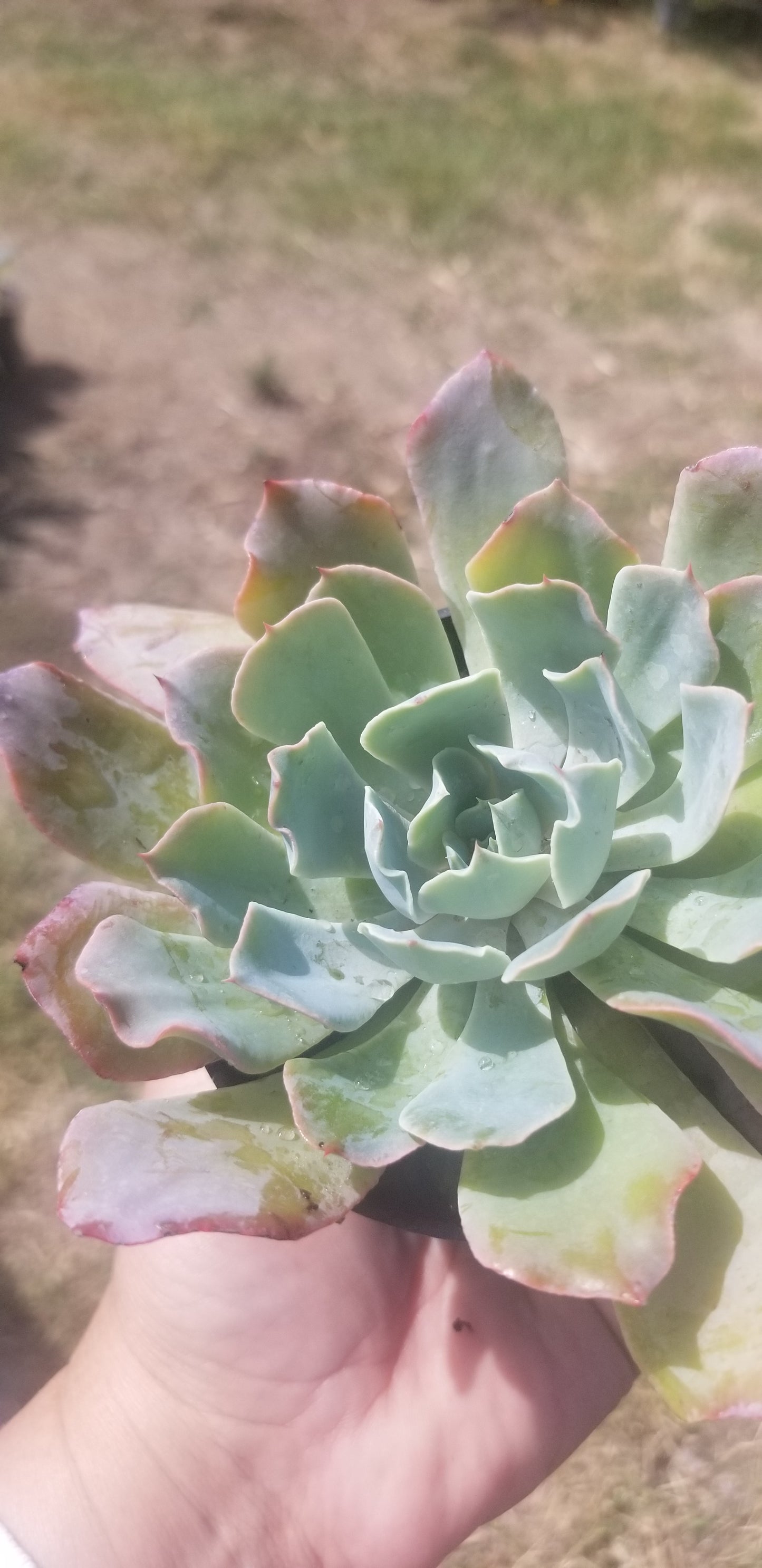 4" Echeveria Blue Frills