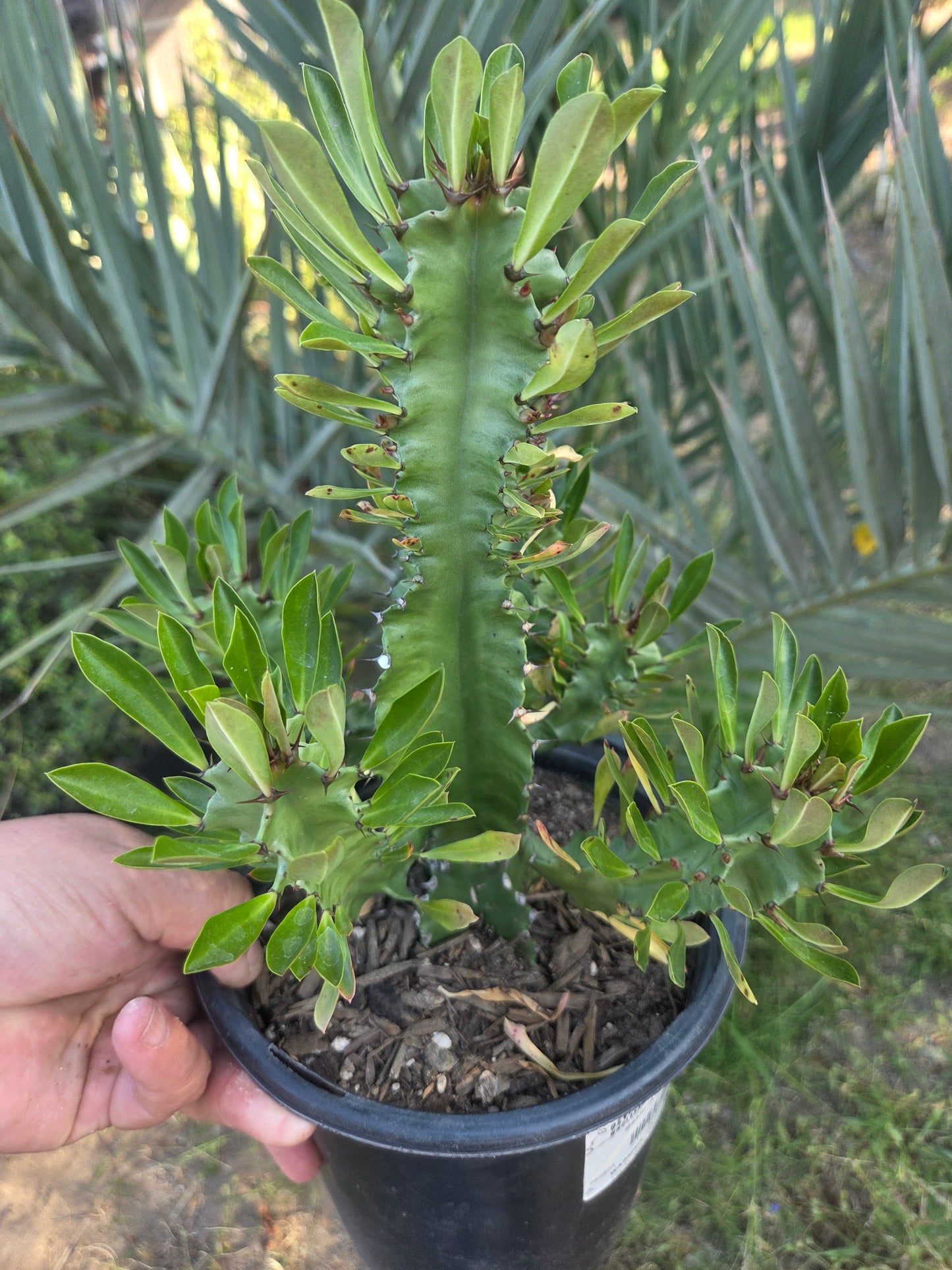 Euphorbia Royleana (1 Gal. Pot)