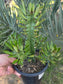 Euphorbia Royleana (1 Gal. Pot)