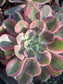 Aeonium Pink Lady (4" pot)