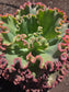 Echeveria Crimson Tide