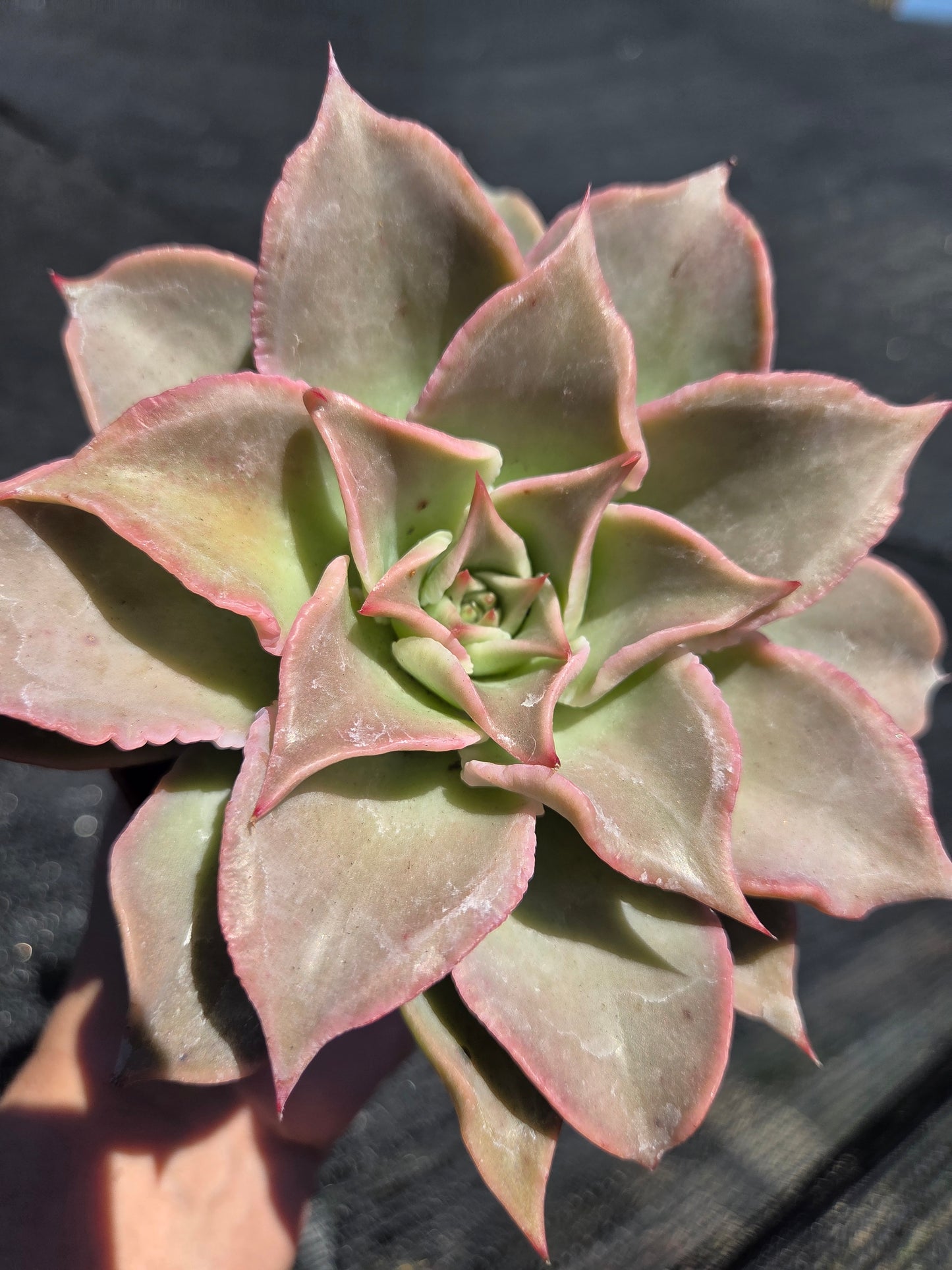 Echeveria Madiba