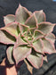 Echeveria Madiba