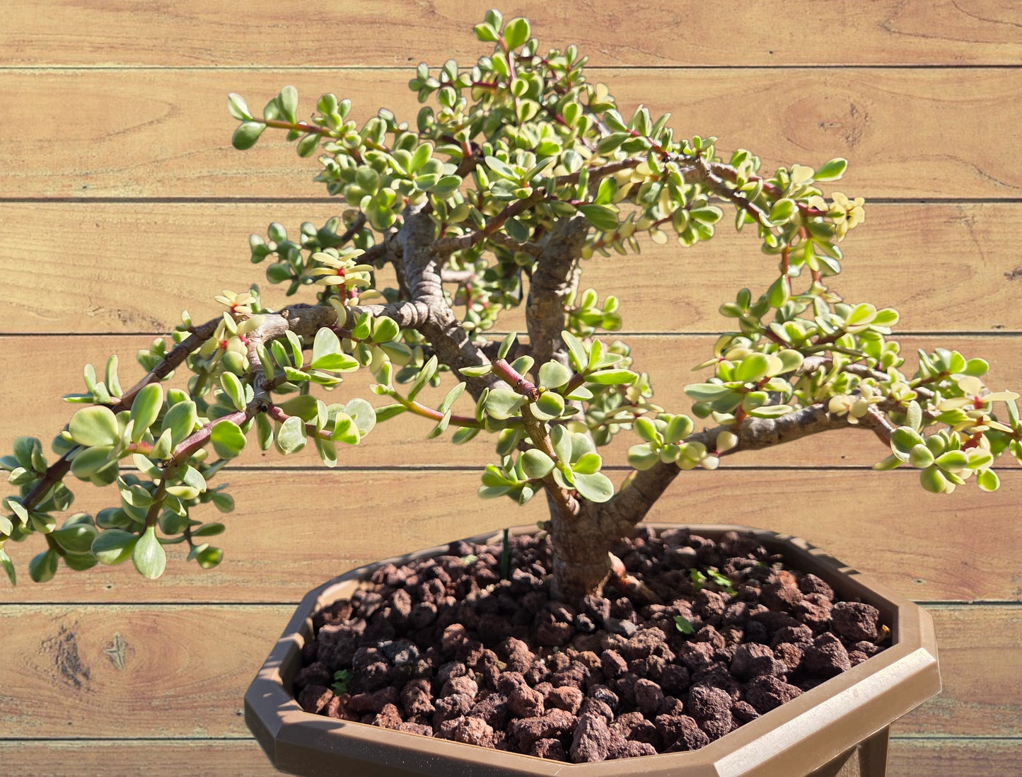 Portulacaria Afra Variegated Tree " Variegated Elephant Bush Tree" Bonsai Tree
