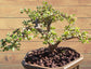 Portulacaria Afra Variegated Tree " Variegated Elephant Bush Tree" Bonsai Tree