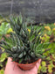 Haworthia Coarctata (4" pot)