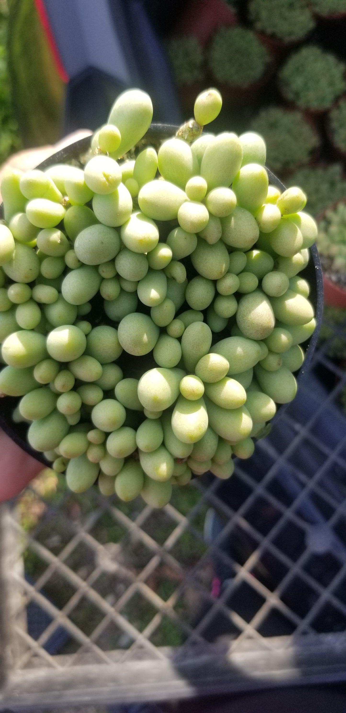 Cotyledon Schaeferianus "Dragon Eggs" (4" pot)