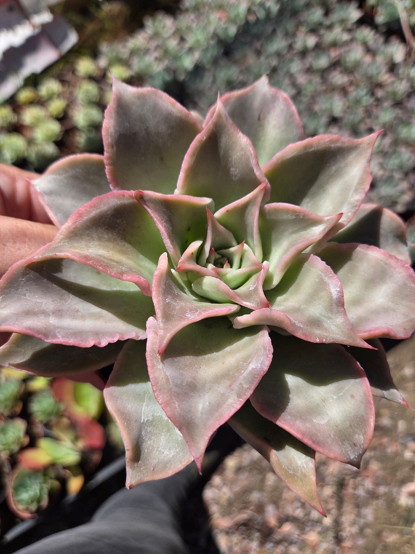 Echeveria Madiba