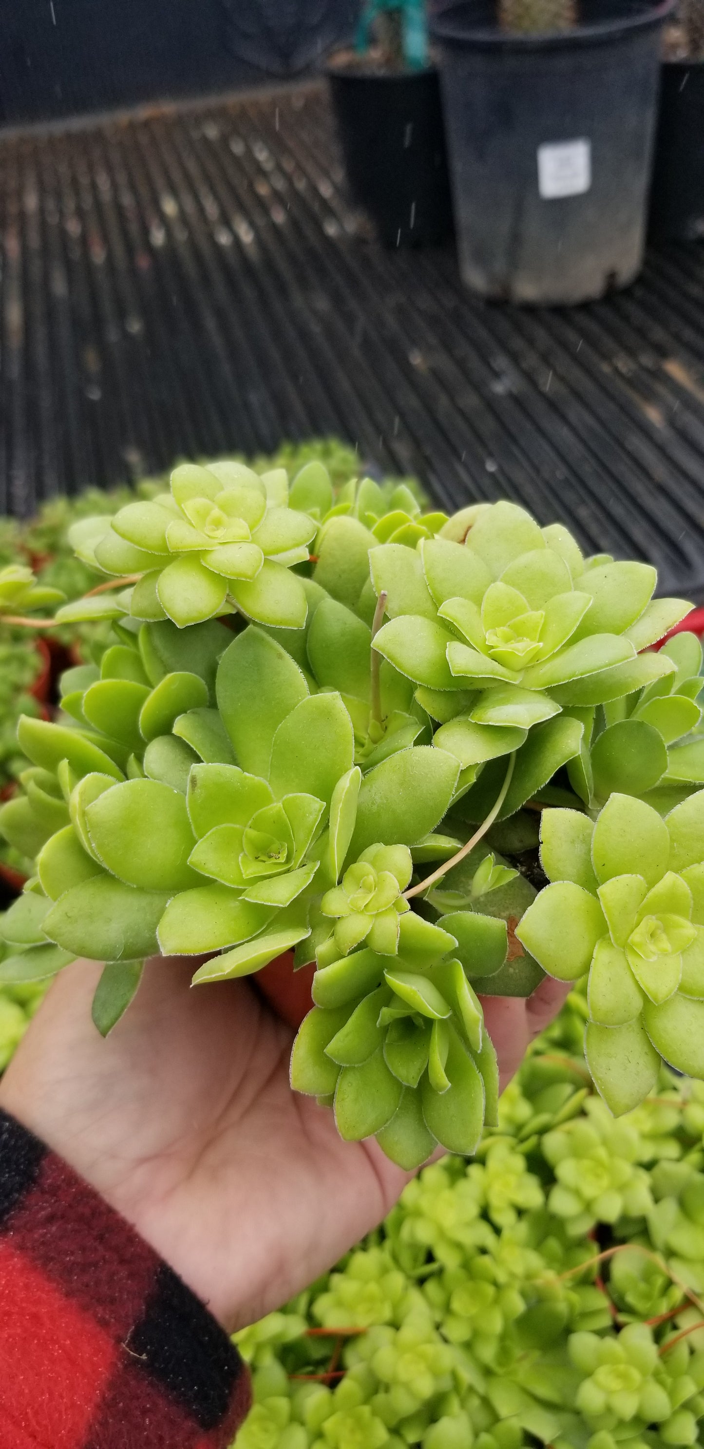 Crassula Orbicularis (4" pot) Succulent plant