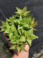 Aloe Juvenna, Tiger Tooth Aloe, Succulent Plant (4" Pot)