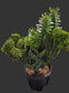 Euphorbia Royleana Crested (3 Gal. Pot)