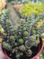Crassula Marnieriana "Baby Neckles" (4" pot) Succulent plant