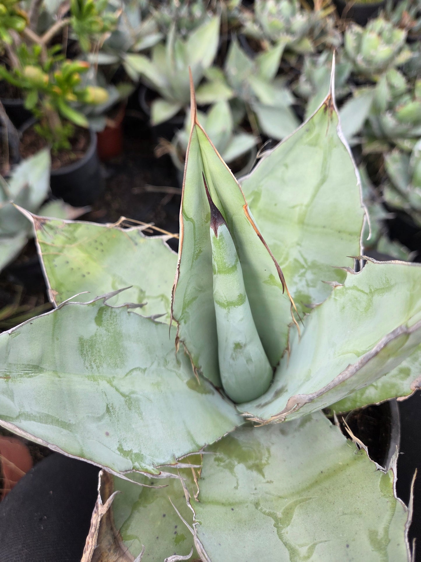 Agave Titanota "White Ice"