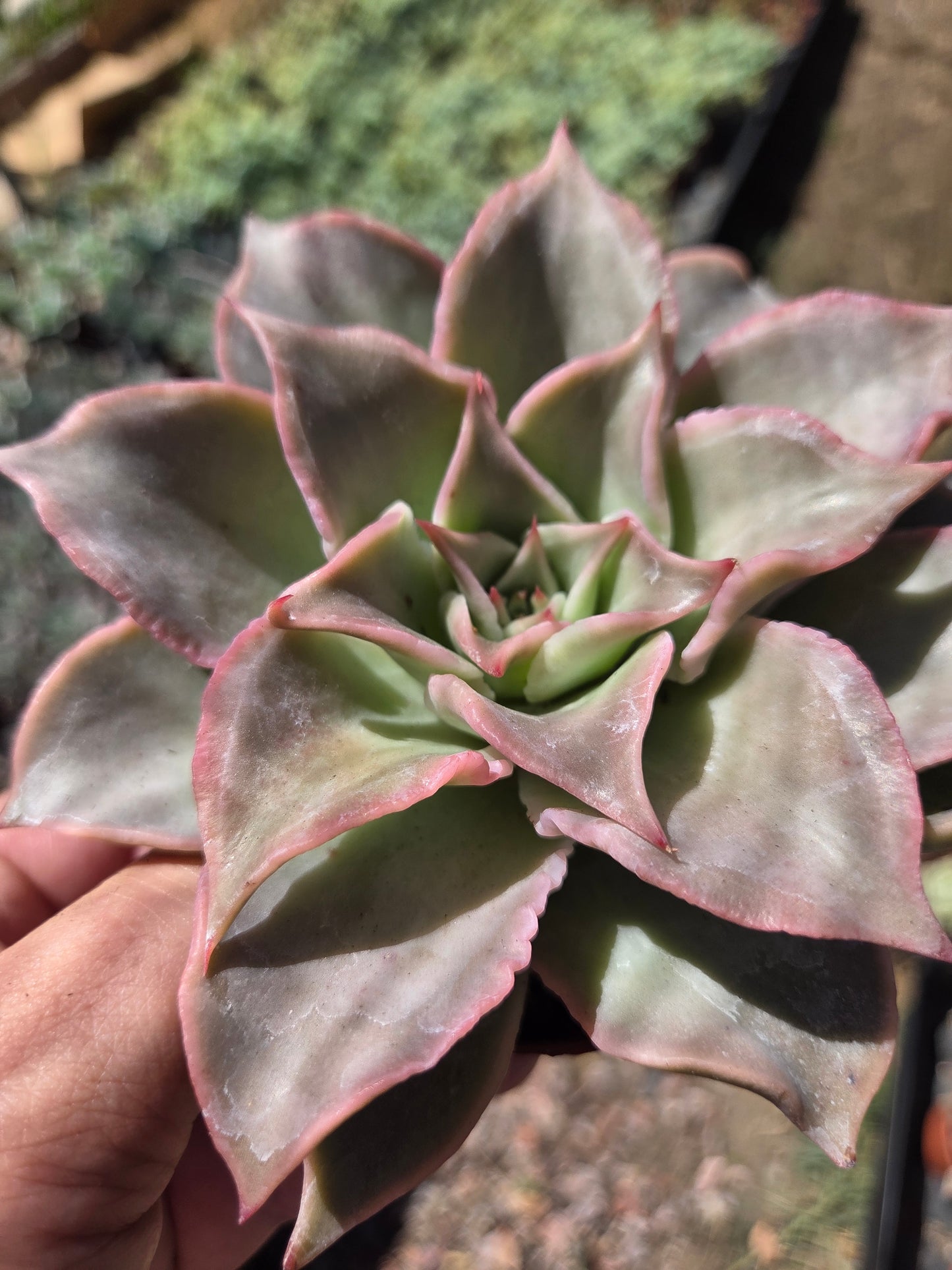 Echeveria Madiba