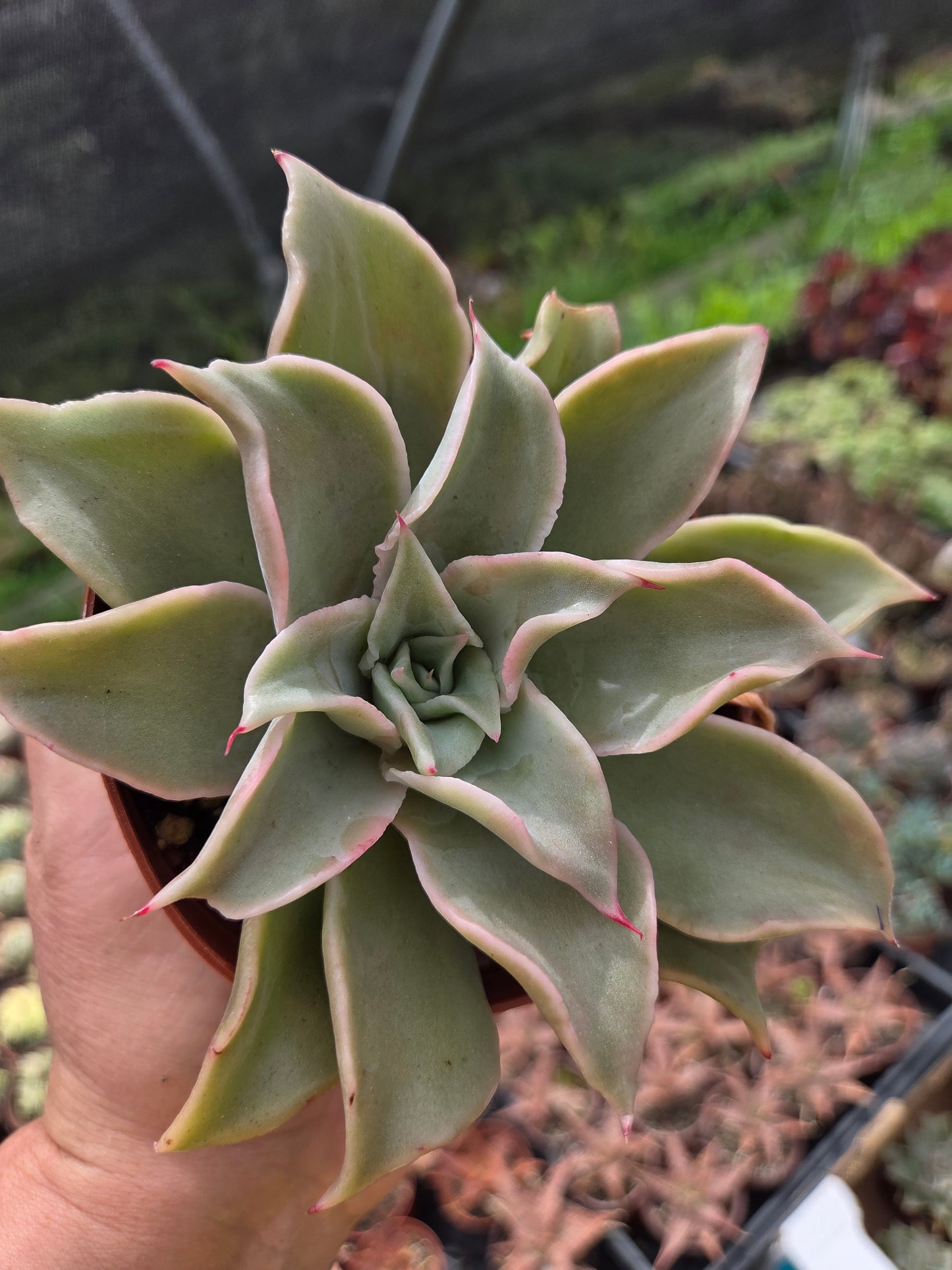 Echeveria Madiba