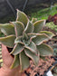 Echeveria Madiba