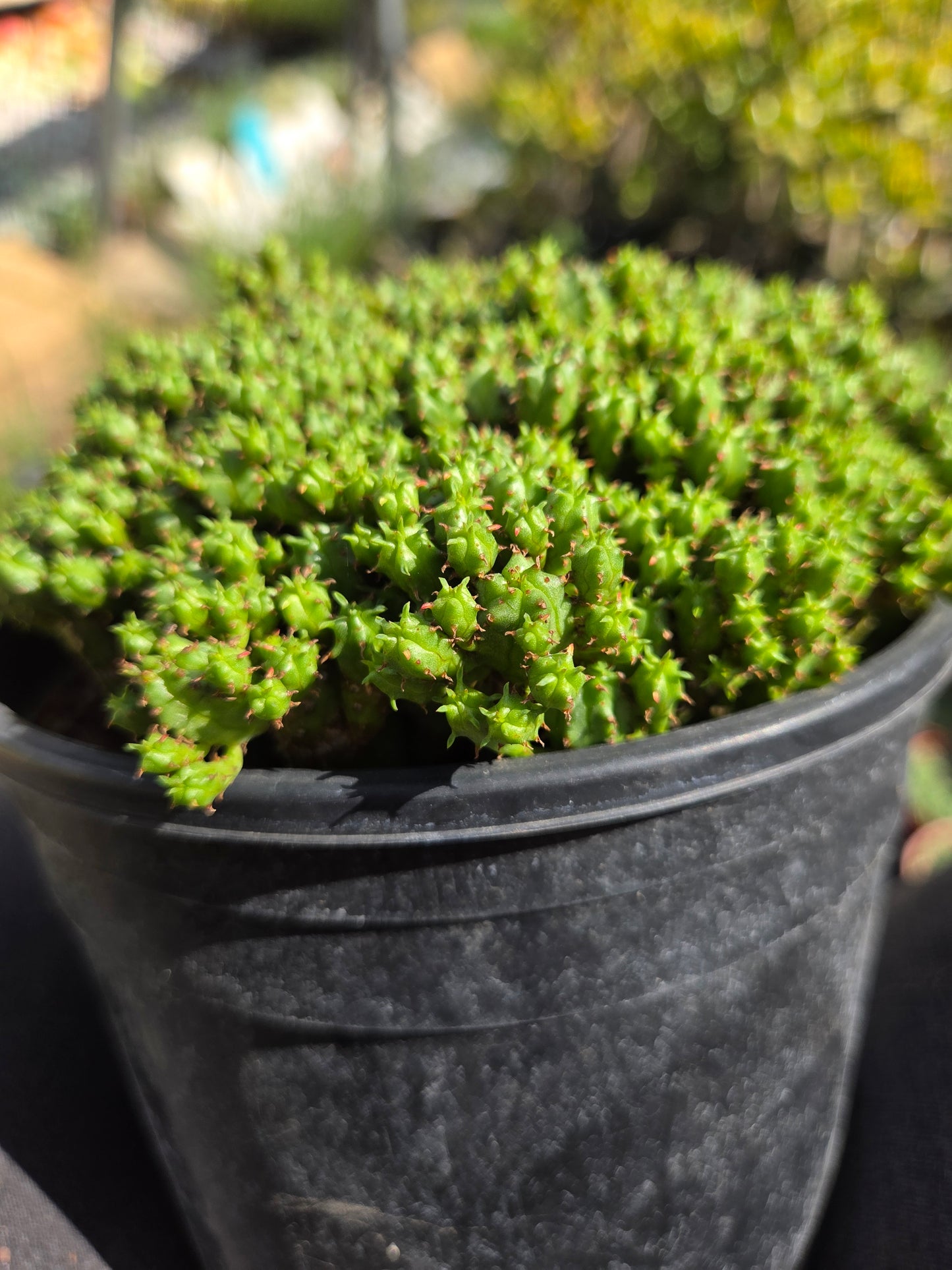 Euphorbia Submammillaris Montrose (1 Gal. pot)