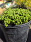 Euphorbia Submammillaris Montrose (1 Gal. pot)