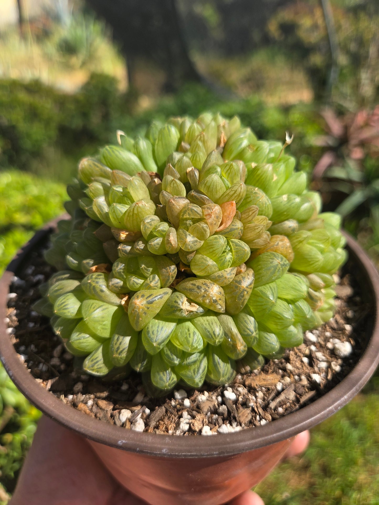 Hawortia Obtusa Crested (6" pot)