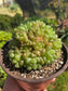 Hawortia Obtusa Crested (6" pot)
