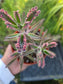 Pink Kalanchoe "Mother of Thousands"  (4" pot)Succulent plant