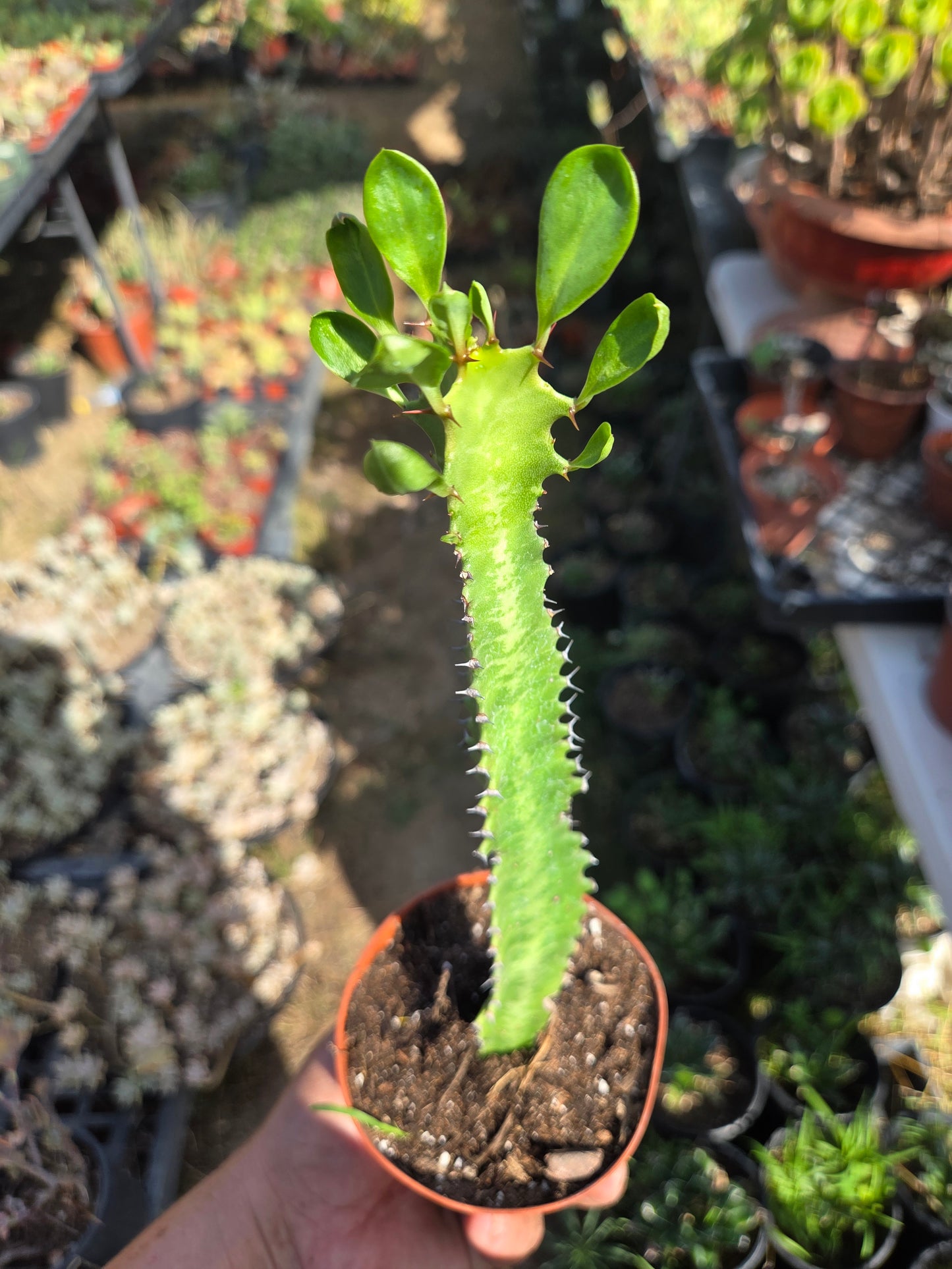 Euphorbia Trigona Milk Tree (4" pot)