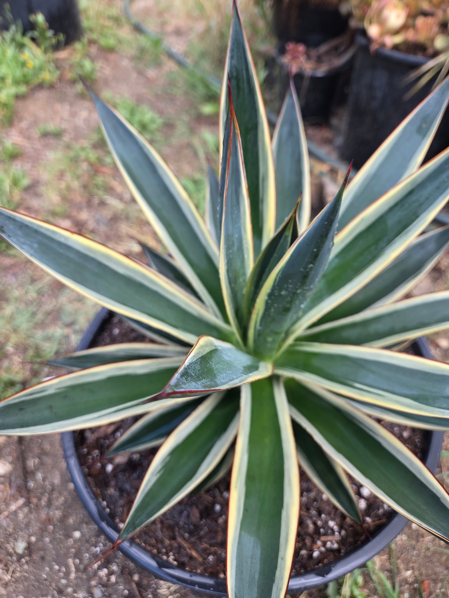 Agave Blue Glow Variegated, Agave Snow Glow (5 Gal. Pot)