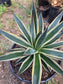 Agave Blue Glow Variegated, Agave Snow Glow (5 Gal. Pot)