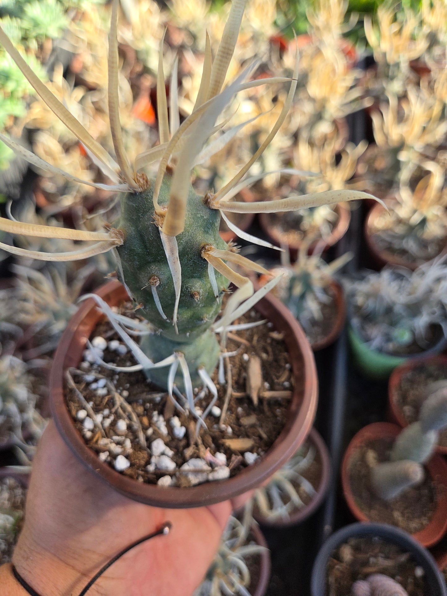 Paper Spine Cactus "Tephrocactus Articulatus" (4" pot)