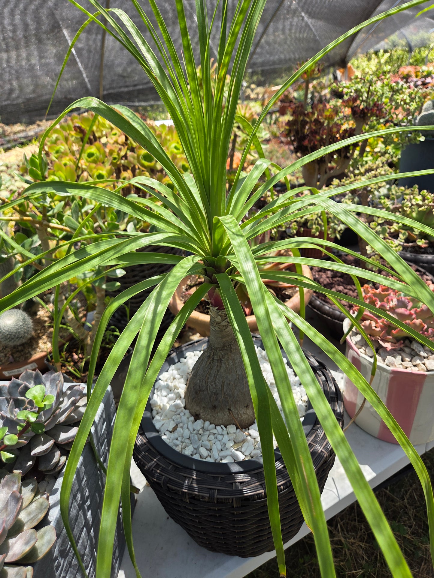Ponytail Palm, Beaucarnea Recurvata "Elephant Foot Palm"