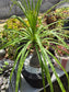 Ponytail Palm, Beaucarnea Recurvata "Elephant Foot Palm"